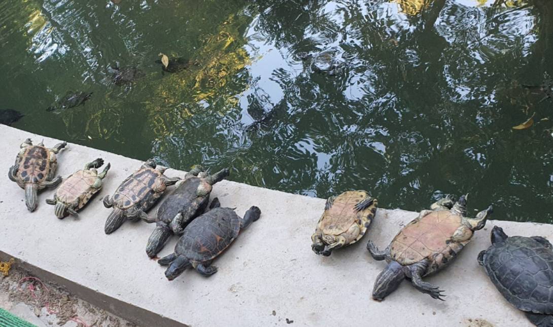 χελώνες νεκρές
