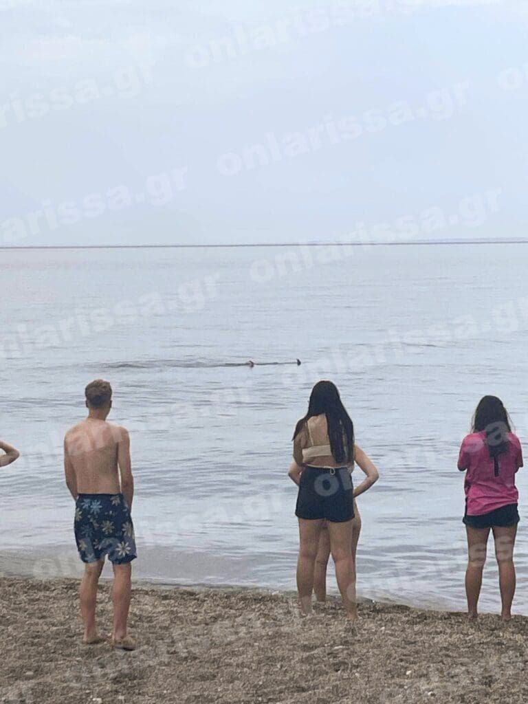 Καρχαρίας Λάρισα