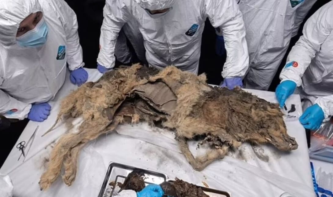 Επιστήμονες μελετούν έναν λύκο ηλικίας 44.000 ετών