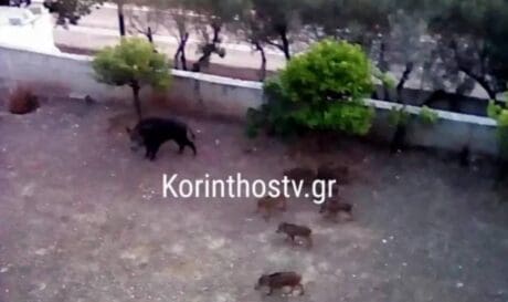 Αγριογούρουνο