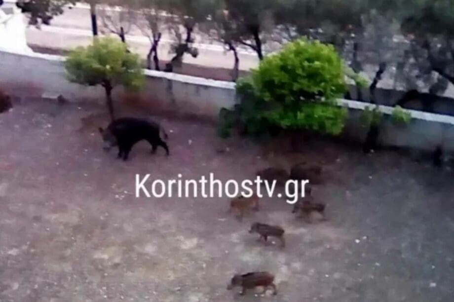 Αγριογούρουνο
