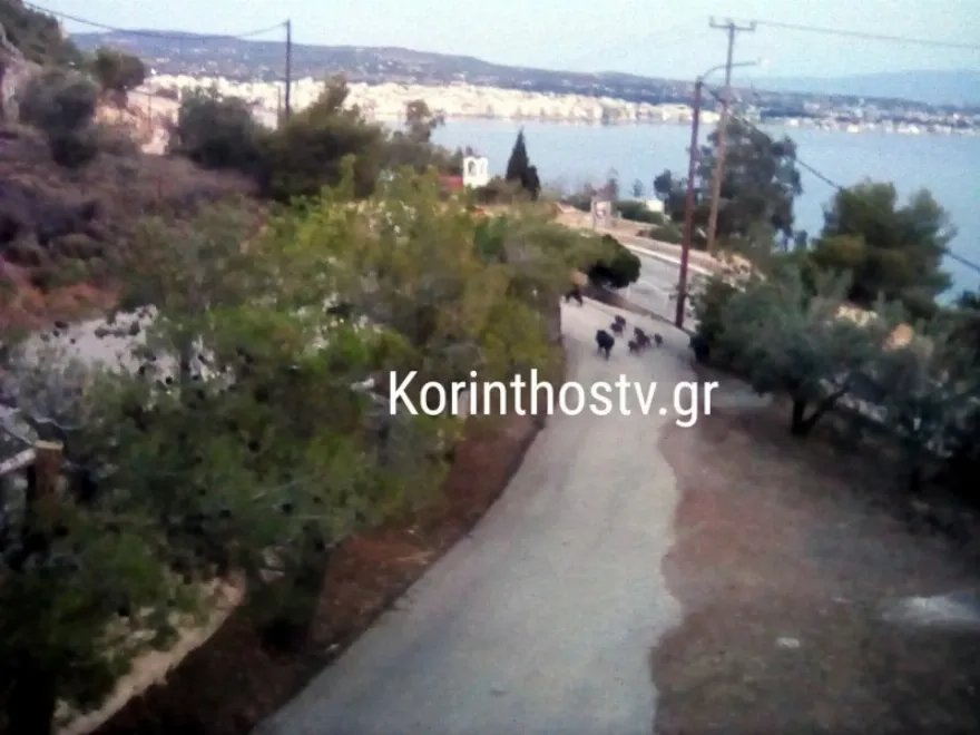 Αγριογούρουνο