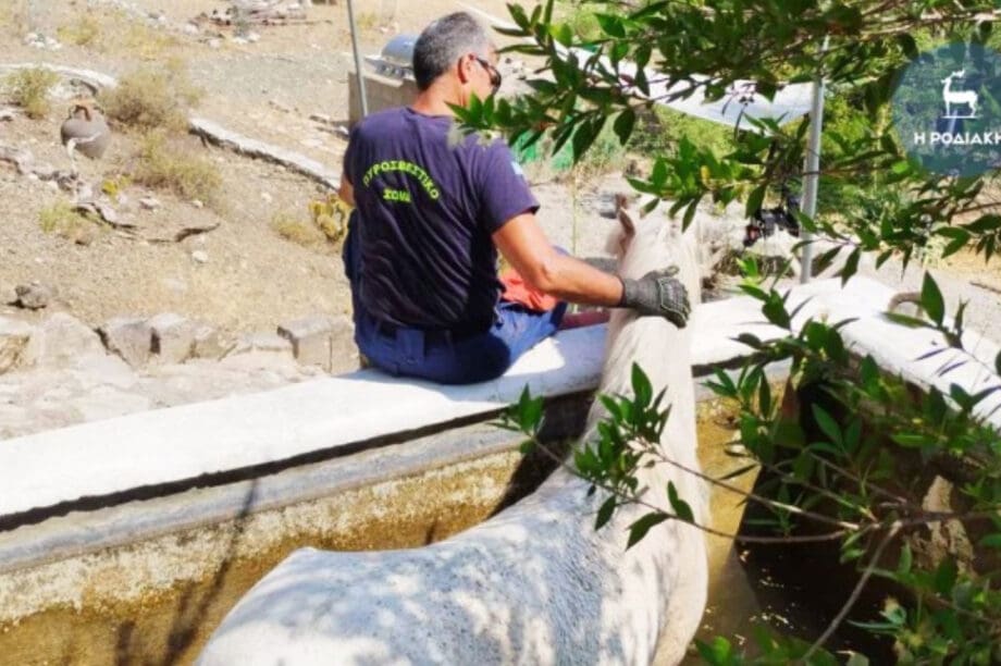 άλογο Ρόδος