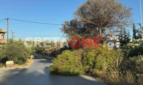 δέντρο Ηράκλειο
