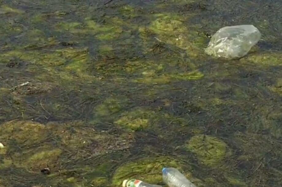 Φυτοπλανγκτόν