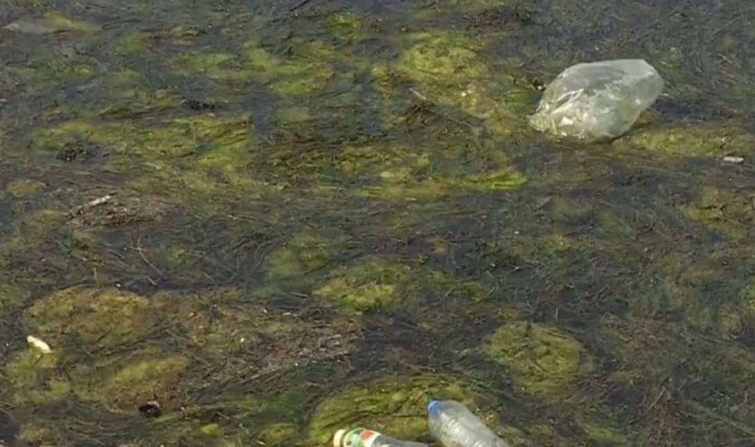 Φυτοπλανγκτόν