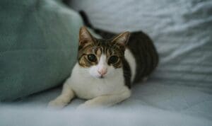 Πέταξε γλάστρα και σκότωσε αδέσποτο γατάκι – Στο εδώλιο μετά την καταγγελία