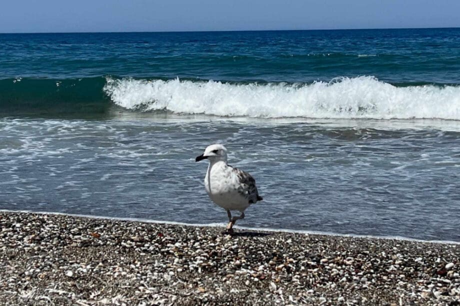 γλάρος