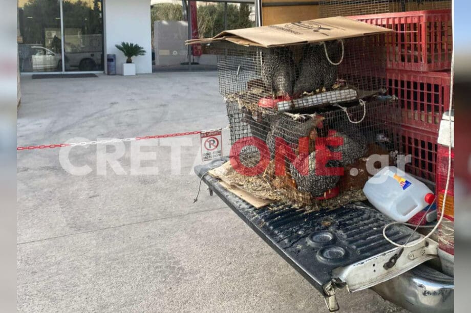 κότες