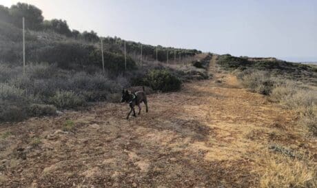 Νέση