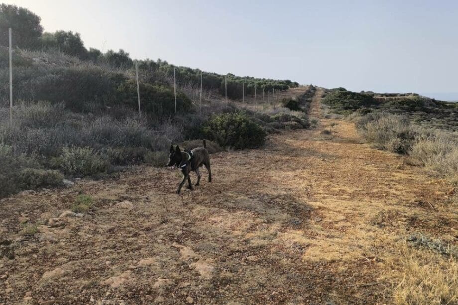 Νέση