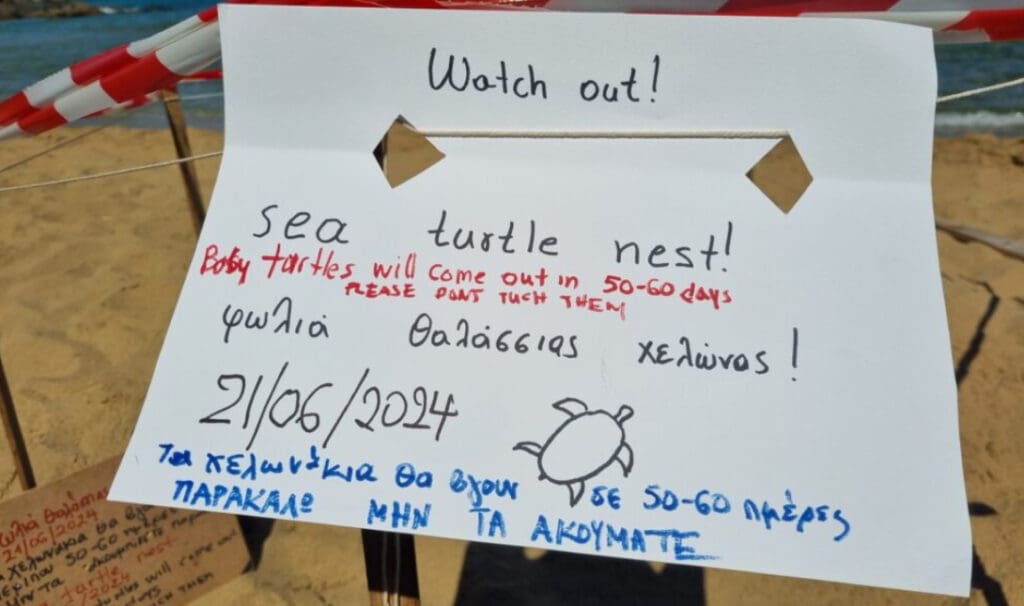 θαλάσσια χελώνα Χανιά