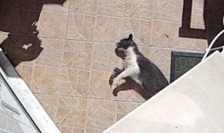Πόρος γάτα