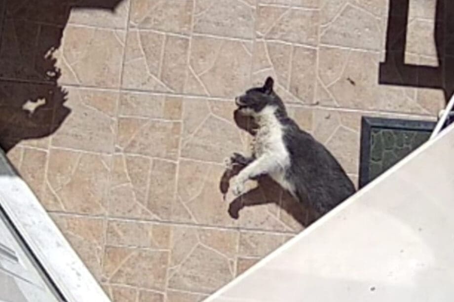 Πόρος γάτα