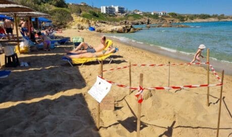 θαλάσσια χελώνα Χανιά