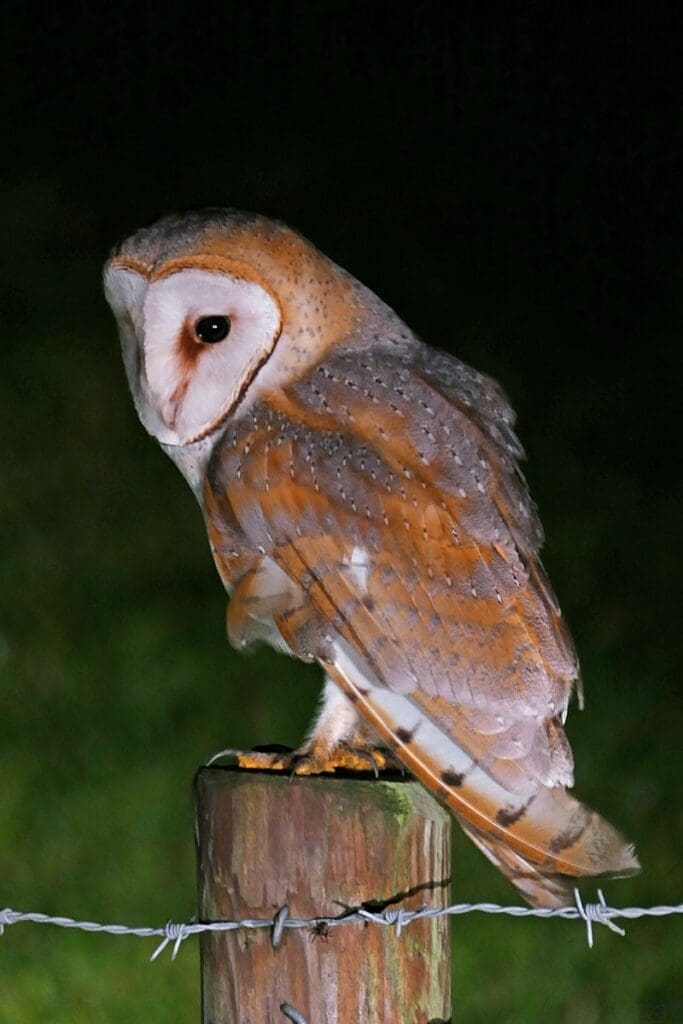 Tyto alba