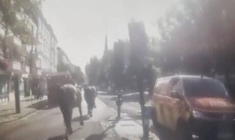 άλογα Λονδίνο