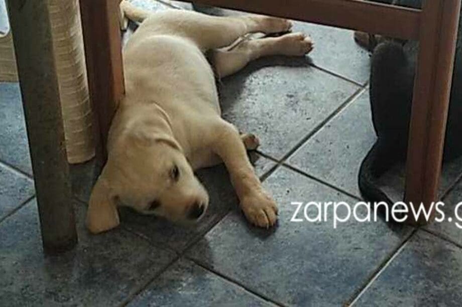 κουτάβι Χανιά
