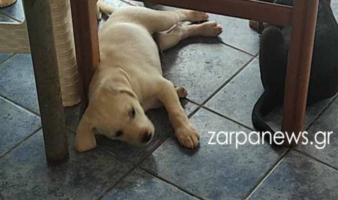 κουτάβι Χανιά