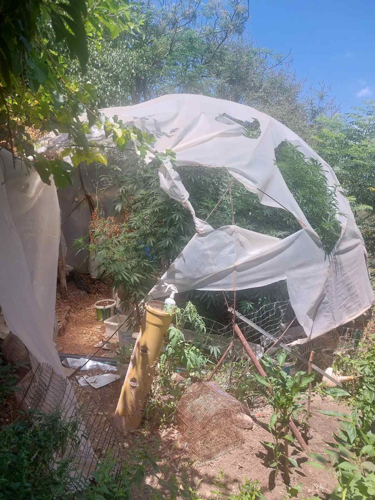 κάνναβη