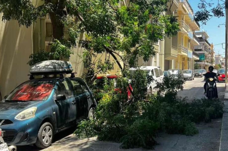 πτώση δέντρου