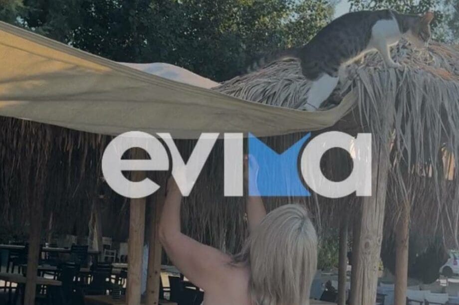 γάτα