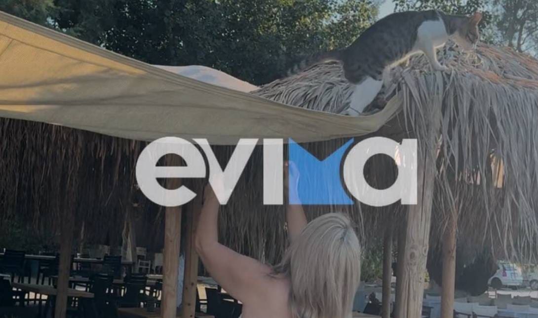 γάτα