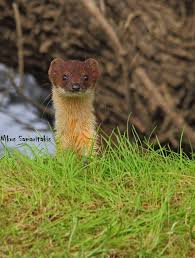 Mustela nivalis galinthias