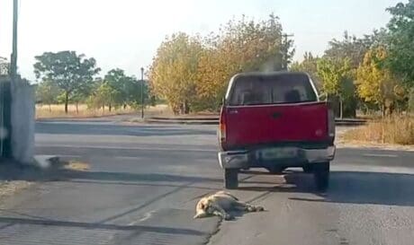 κακοποίηση ζώου