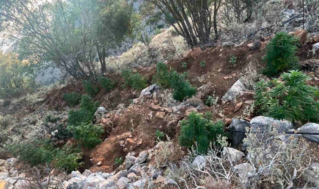 κάνναβη