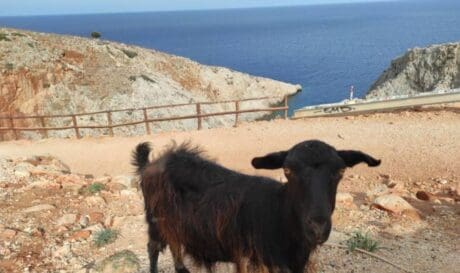 Κατσίκα