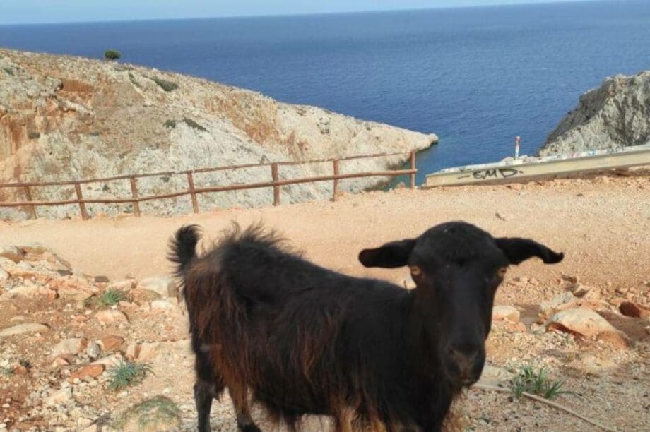 Κατσίκα