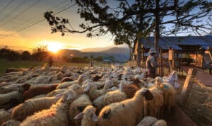 Στις φυλακές της Άμφισσας γνωστοί κτηνοτρόφοι της Ιεράπετρας