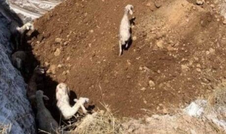 Πρόβατα Θεσσαλία