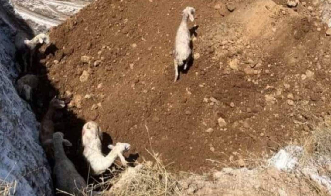 Πρόβατα Θεσσαλία