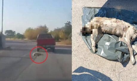 σκύλος Ημαθία