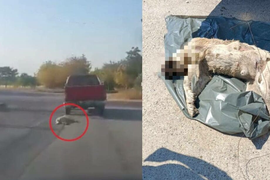 σκύλος Ημαθία