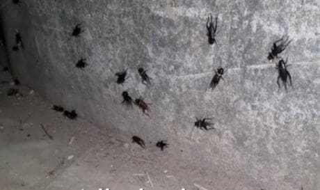 τριζόνια