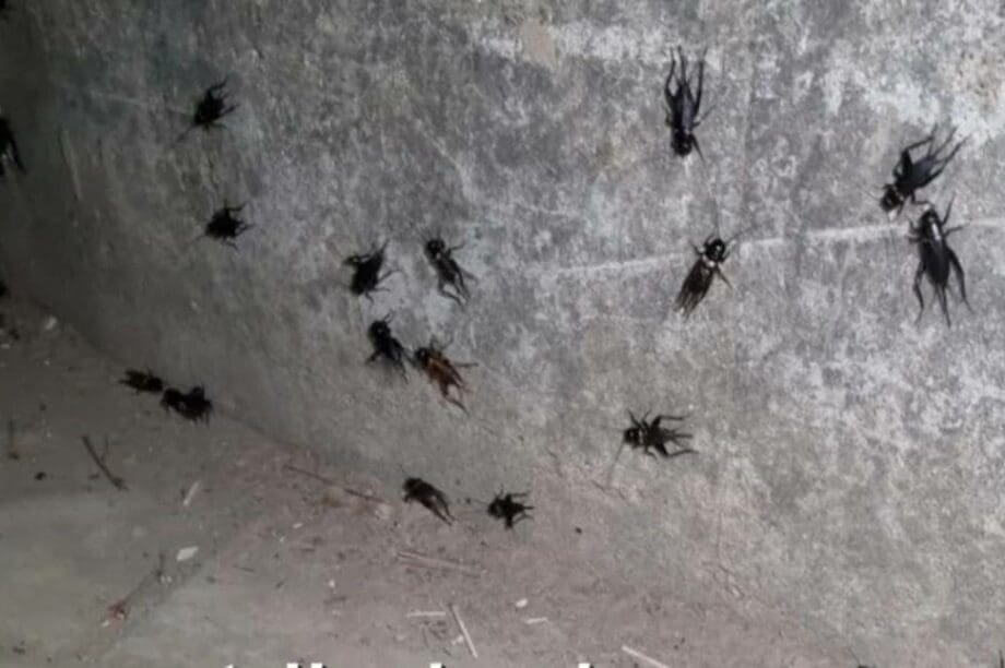 τριζόνια