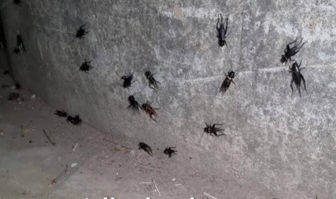 τριζόνια