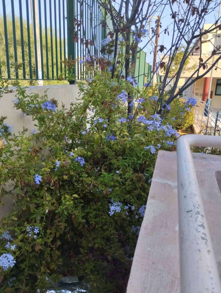 σχολειο καθαρισμος