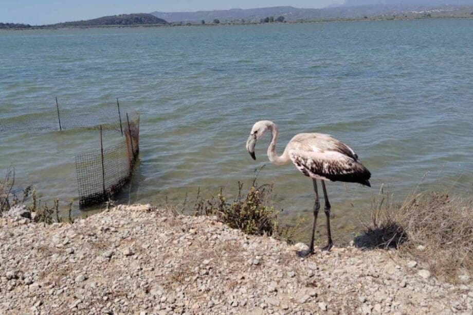 φλαμίνγκο