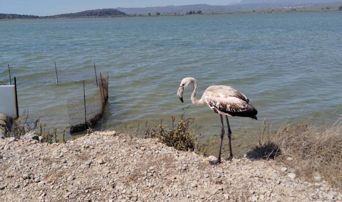 φλαμίνγκο