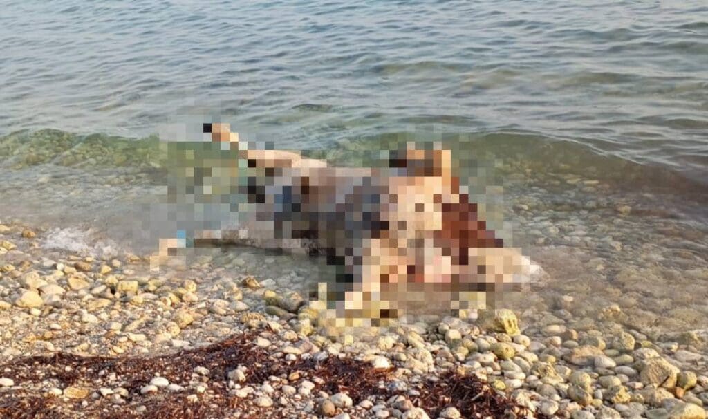 αγελάδα