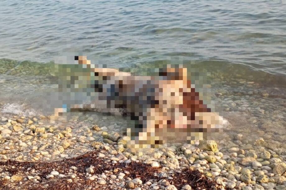 αγελάδα