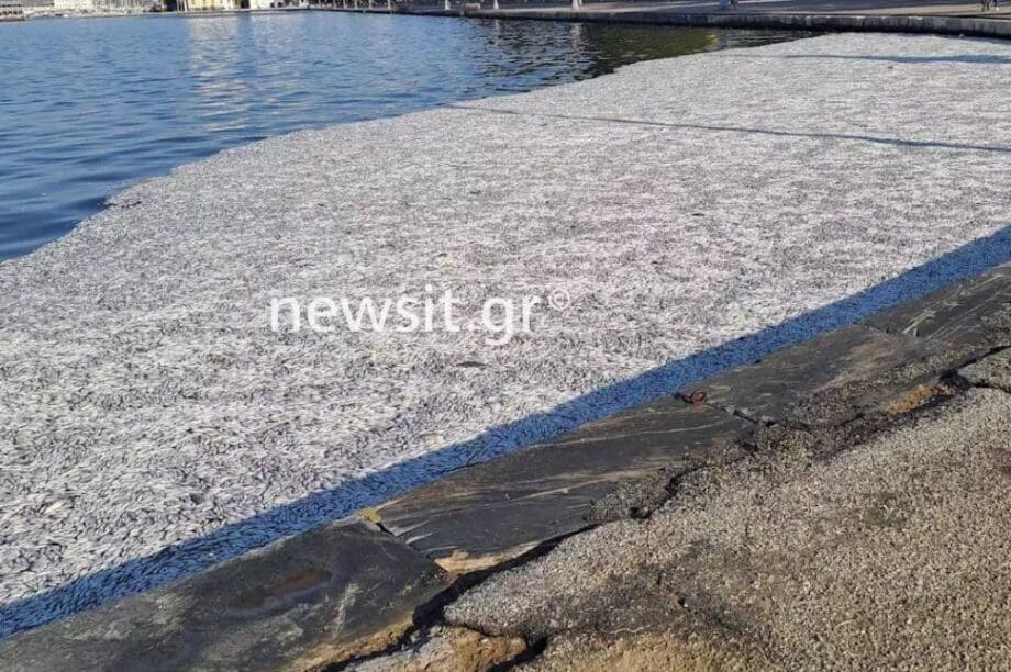 βόλος ψάρια