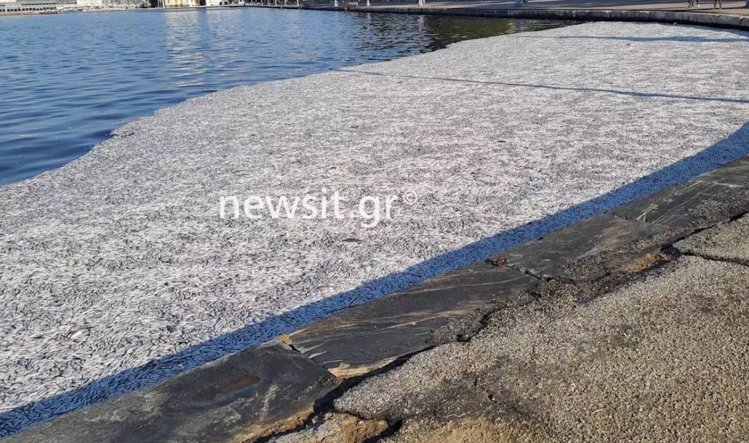 βόλος ψάρια