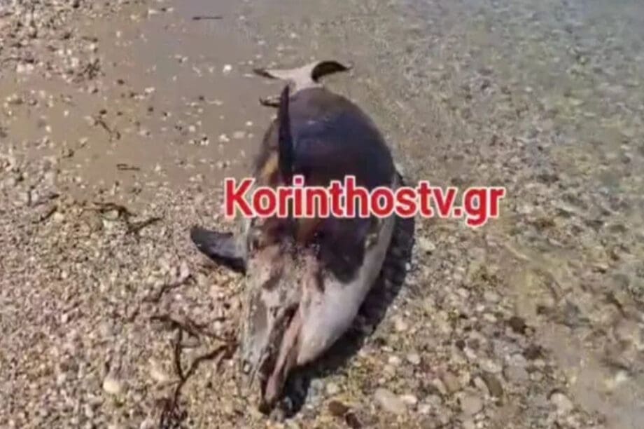 Δελφίνι