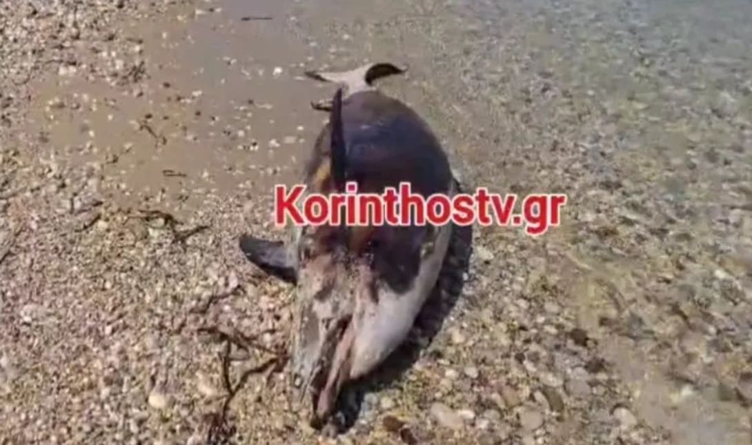Δελφίνι
