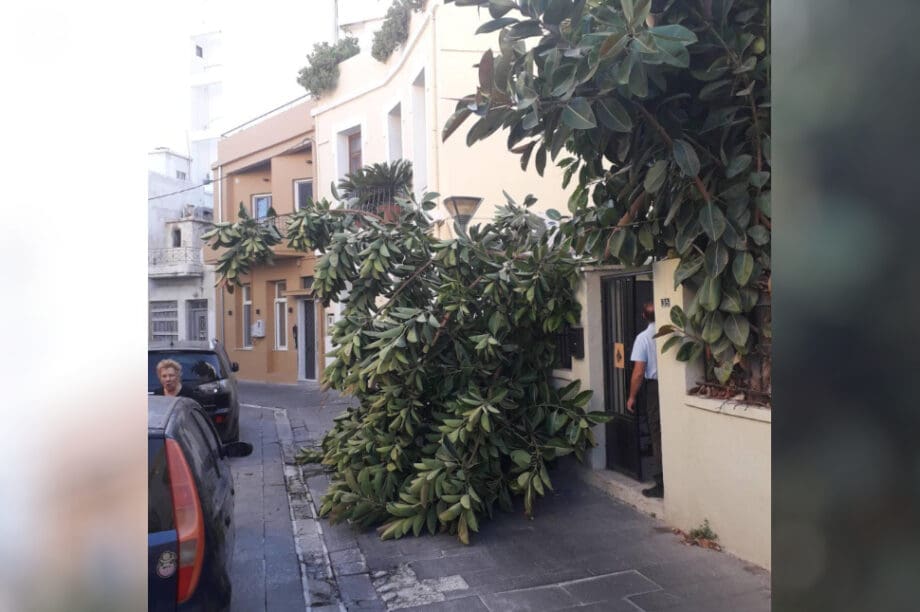 δέντρο